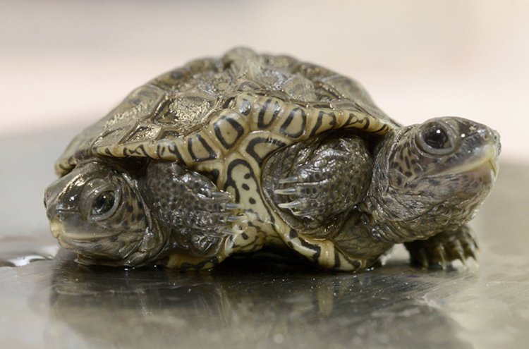 A two-headed diamondback terrapin is weighed at the Birdsey Cape Wildlife Center on Saturday in Barnstable, Mass., where the two-week old animal is being treated. (Steve Heaslip/Cape Cod Times via AP)