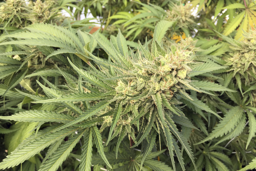 Oregon Marijuana National Guard