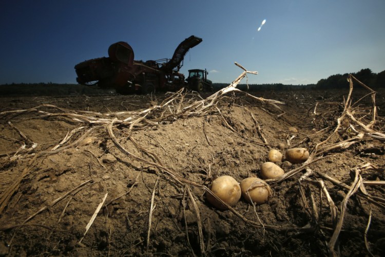 Potatoes await harvesting at Green Thumb Farms in Fryeburg in 2017. University of Maine researchers are trying to produce potatoes that can better withstand warming temperatures as the climate changes.