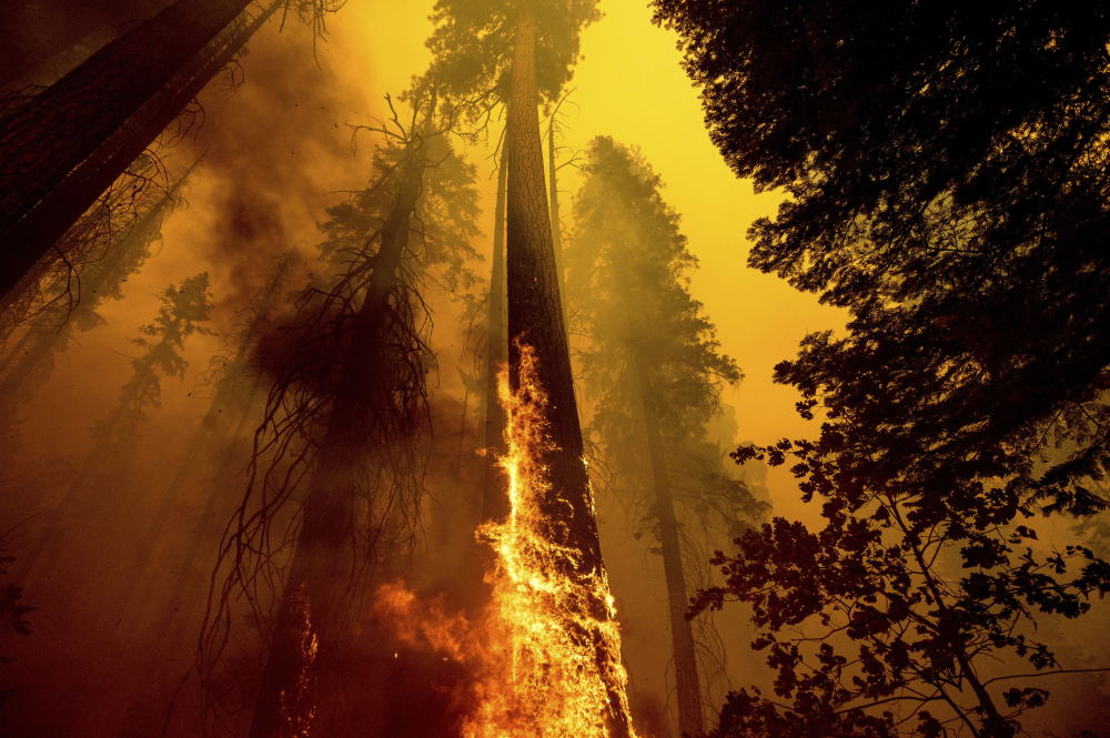 Giant Sequoias Killed
