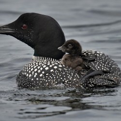 Loon Count Maine