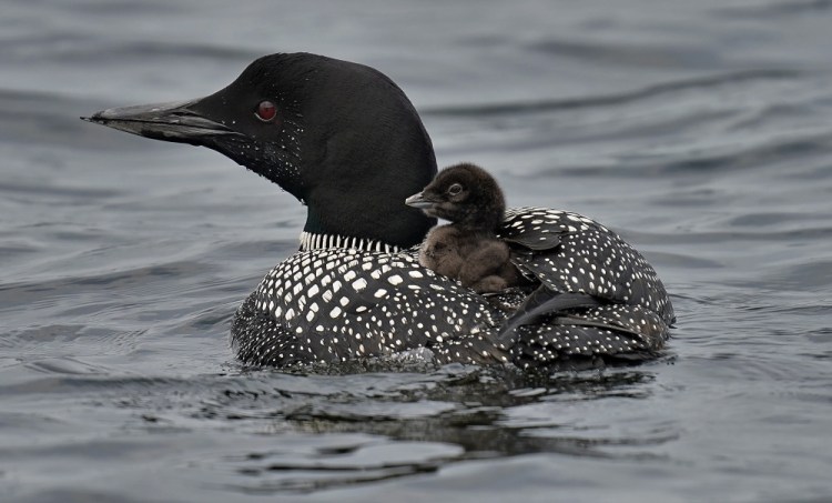A common loon chick hitches a ride on its mother's back while her mate looks for food on Maranacook Lake in Winthrop in July. Maine's adult loon population appears to be continuing to grow, but counters also noticed a steep drop in the number of loon chicks this year. 