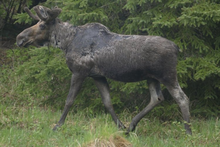 A moose is seen in Isle Royale, Mich., in an undated file photo. Winter tick infestation is common with moose across the northern U.S. – usually survivable for adults, less so for calves but miserable either way. And climate change may make it worse, scientists reported Monday. 