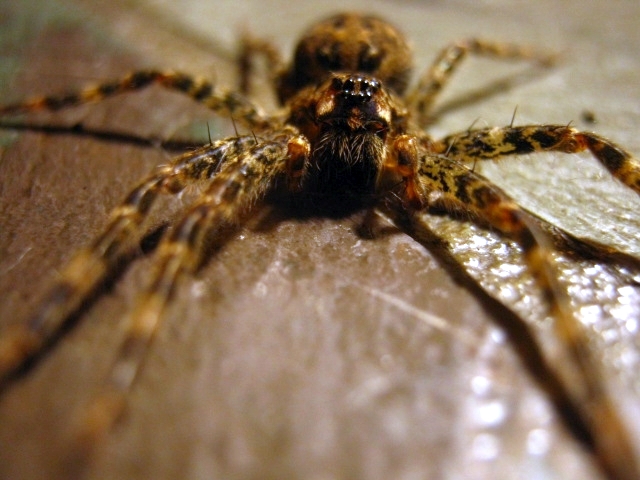 Maine is home to hundreds of spider species. Here's a guide.
