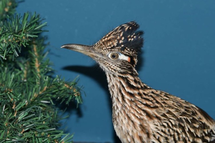 A greater roadrunner, native to the American Southwest, hitched a ride in a rental moving van from Las Vegas, and was discovered on Saturday, November 13. Volunteers got the bird to Avian Haven, which is making plans to return it to its native habitat. (Photo by Terry Heitz)