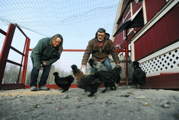 Penny and Lawrence Higgins are shown in 2021 with their chickens at Penny's Alpaca Farm store at 4 Currier Road in Fairfield. The chickens have been enclosed in a coop and are no longer allowed to roam freely since eggs have tested positive for PFAS, also known as "forever chemicals." Their well water also was found to have high levels of PFAS.
