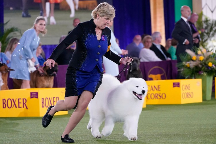 The handler of a Samoyed runs with her dog before the judges in the working group category at the Westminster Kennel Club dog show, Sunday, June 13, 2021, in Tarrytown, N.Y. The dog won best in catgegory. (AP Photo/Kathy Willens)