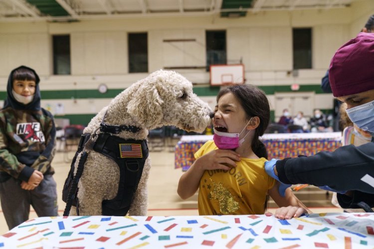 Leanna Arcila, 7, is licked by Watson, a therapy dog with the Pawtucket Police Department, as she receives her COVID-19 vaccination at Nathanael Greene Elementary School in Pawtucket, R.I., on Tuesday.

