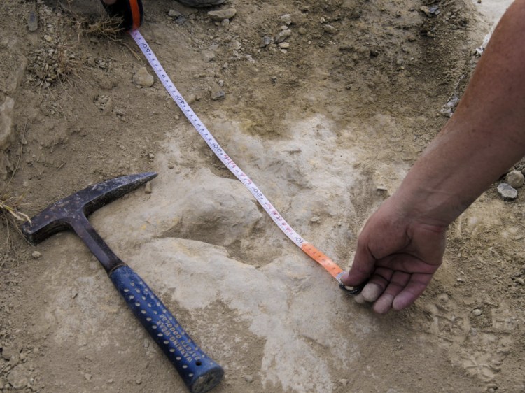 A researcher measures a 120-million-year-old fossilized dinosaur footprint the in the La Rioja region in northern Spain, while doing research about dinosaur running speeds. Alberto Labrador via AP, file