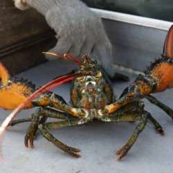 Chinese New Years Lobsters