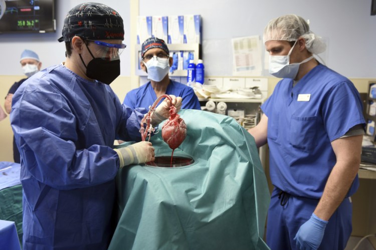 In this photo provided by the University of Maryland School of Medicine, members of the surgical team show the pig heart for transplant into patient David Bennett in Baltimore on Friday. On Monday, the hospital said that he's doing well three days after the highly experimental surgery. The patient was dying and had no other options, his son said.