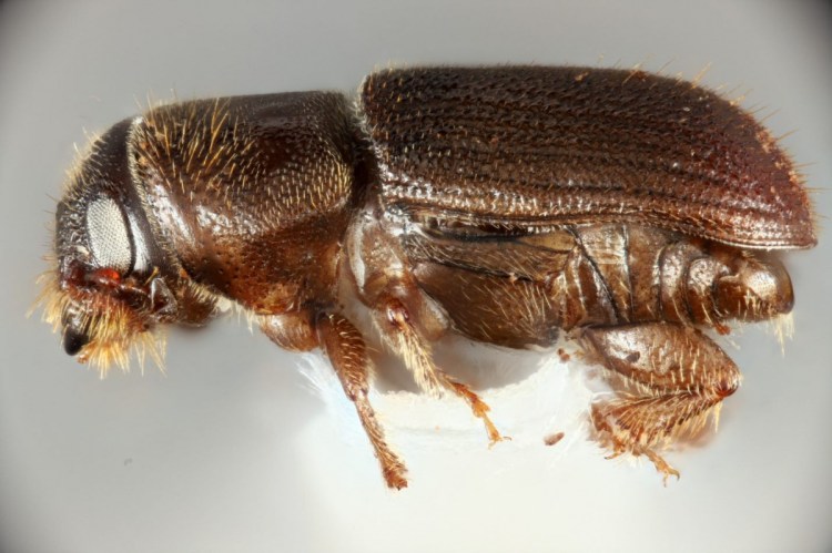 The Southern pine beetle. The photo is most definitely NOT actual size, as the beetles are smaller than a grain of rice. 