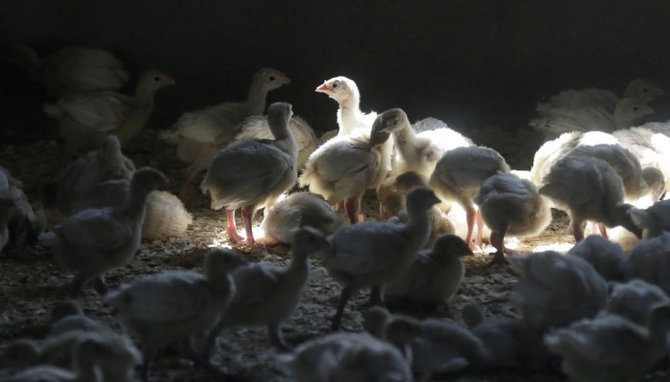 Almost 30,000 turkeys were culled last week at an Indiana farm after a strain related to the 2015 virus was discovered. Health officials say it doesn't pose an immediate health risk to people but spread easily between birds. The virus has been found recently in wild birds in New Hampshire, Delaware, North Carolina, Virginia, Florida and South Carolina. 
