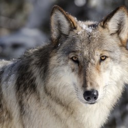 Gray Wolves-Protections
