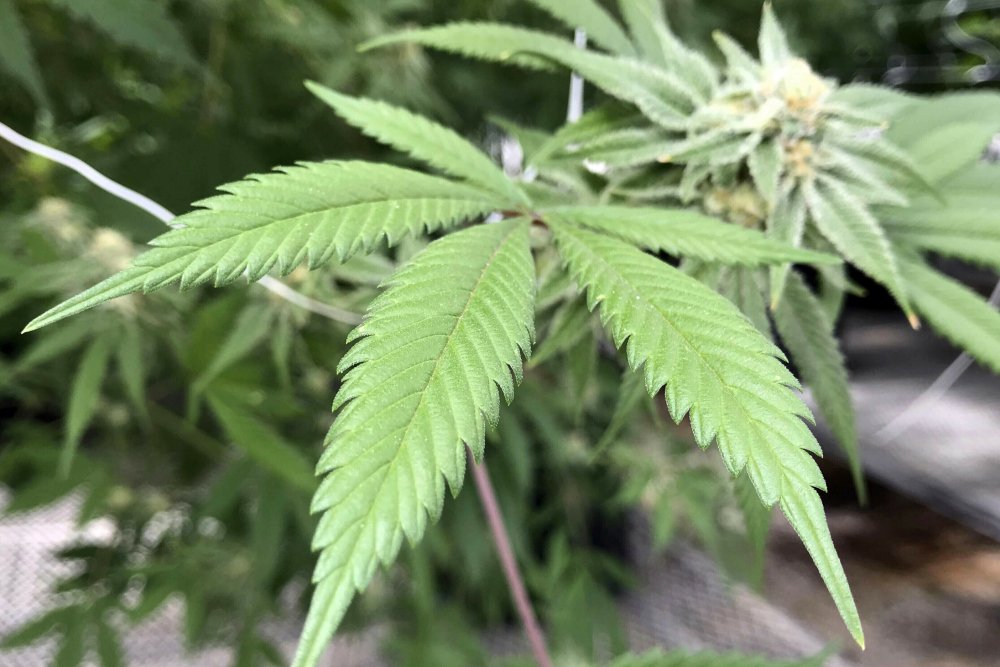 Legislature-Marijuana Water Rights