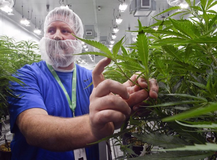 Nate McDonald, General Manager of Curaleaf NY operations, talks about medical marijuana plants during a media tour of the Curaleaf medical cannabis cultivation and processing facility, in Ravena, N.Y., in 2019.