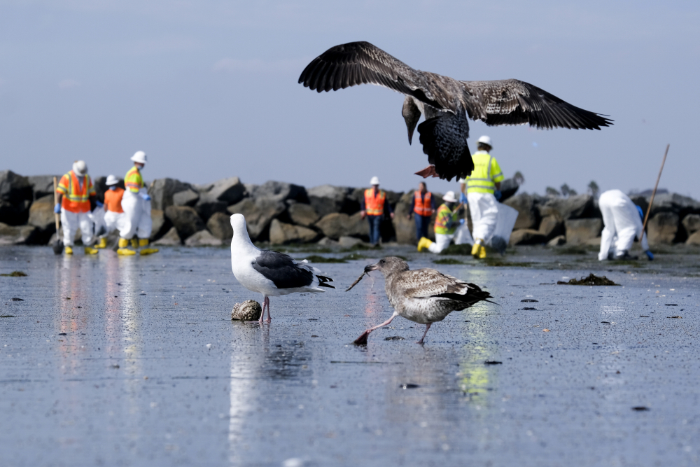 California Oil Spill Fishing