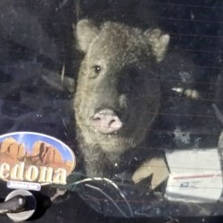 Hungry Javelina-Stuck In Car