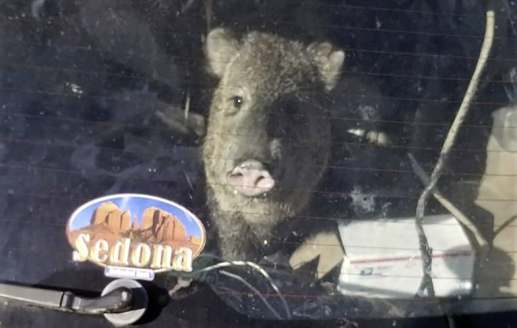 A javelina is seen inside a Subaru station wagon in Cornville, Ariz., last Wednesday. The animal had jumped in to get to a bag of Cheetos when the hatch closed. (Yavapai County Sheriff's Office via AP)