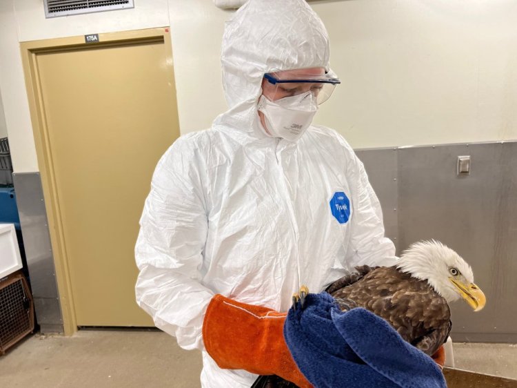 A bald eagle receives care in a special quarantine area set up for possible avian flu cases in St. Paul, Minn., March 29. 