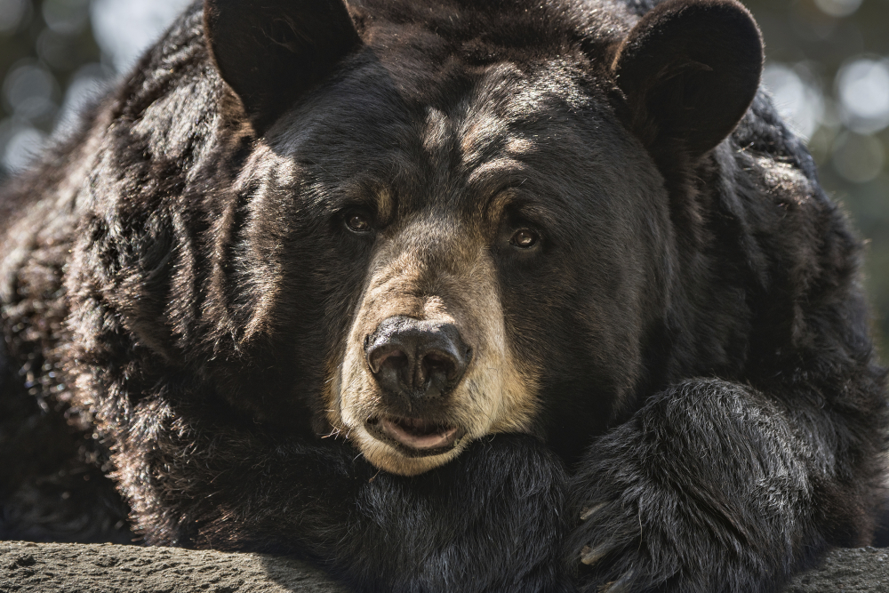 Black Bear Dies