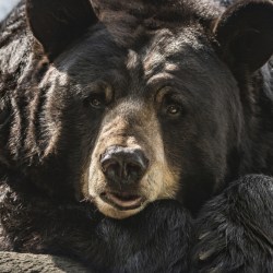Black Bear Dies