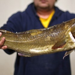 Cod Collapse