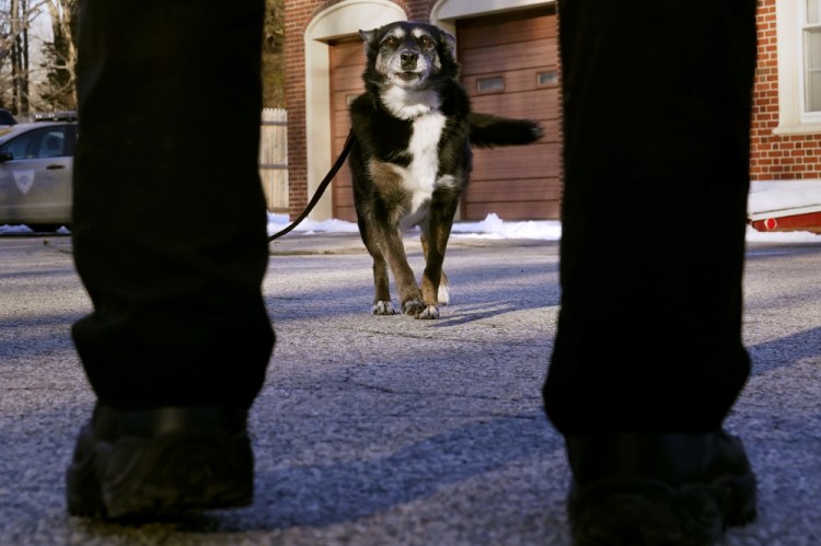 Ruby, a working K-9 for the Rhode Island State Police and former shelter dog, returns to her partner, state police Cpl. Daniel O'Neil, outside the barracks in North Kingstown, R.I., in February.