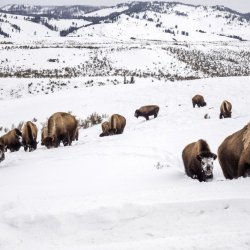 Yellowstone Bison Woman Gored