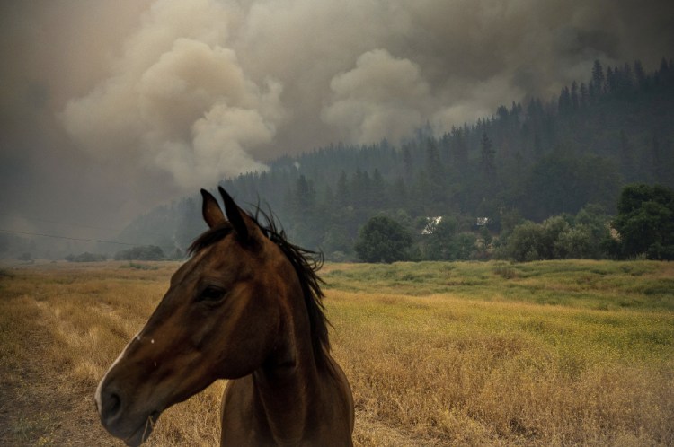 A horse grazes in a pasture as the McKinney Fire burns in Klamath National Forest, Calif., Saturday.