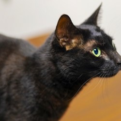 Airport Cat on the Run