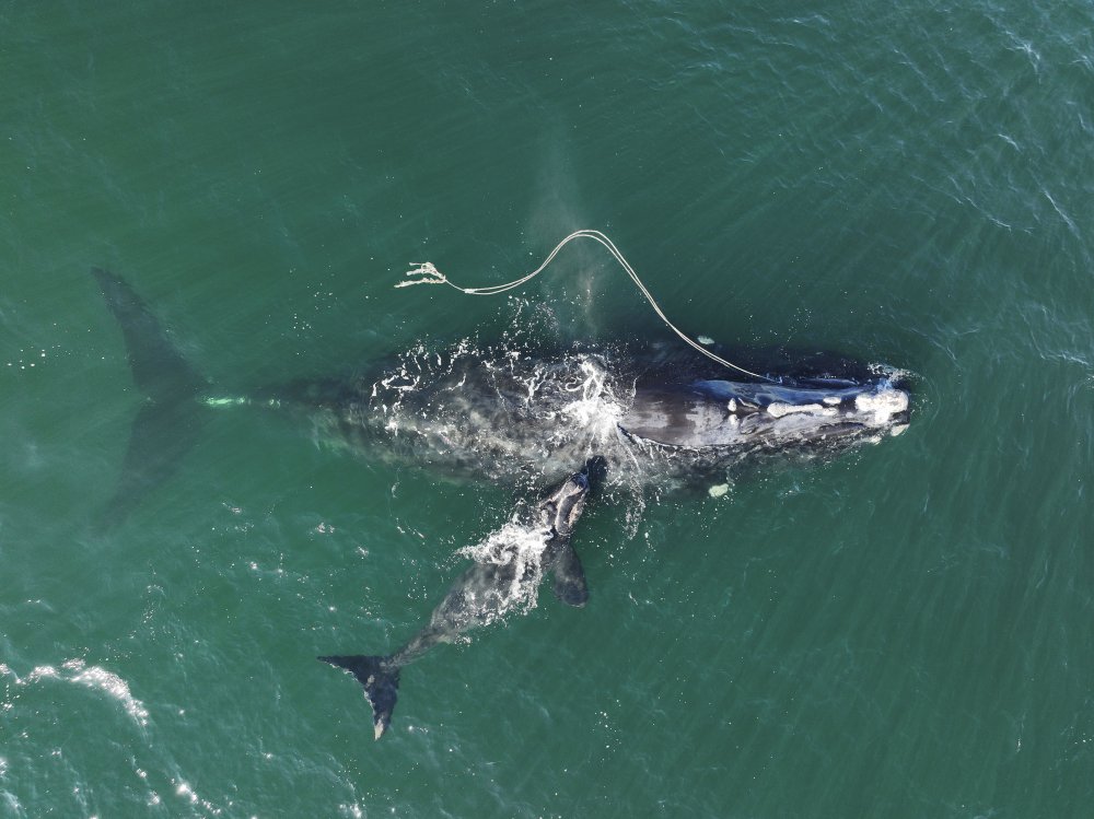 Right Whale Protection