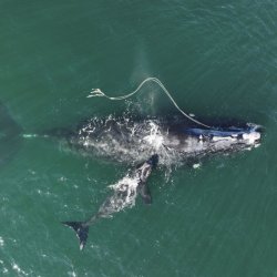 Right Whale Protection