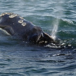 Vessel Strikes Rare Whales