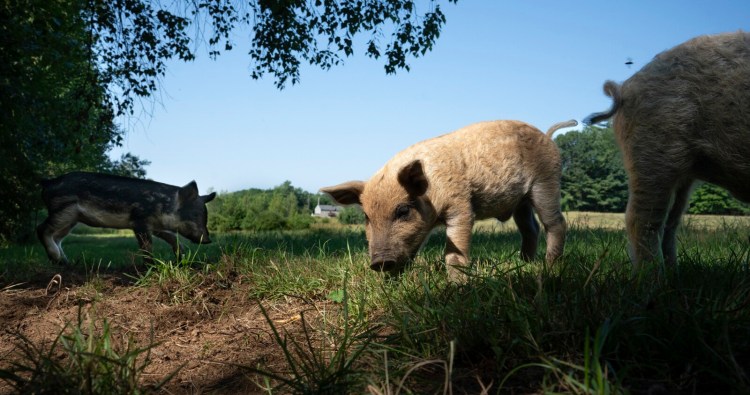 Mangalitsa piglets forage in a field at Hackmatack Farm in Berwick in July. "The meat on the Mangalitsa pigs ... is exquisite," said Conor Guptill, who runs the farm. "They call it the Kobe beef of pork."