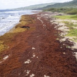 Barbados Seaweed Struggles