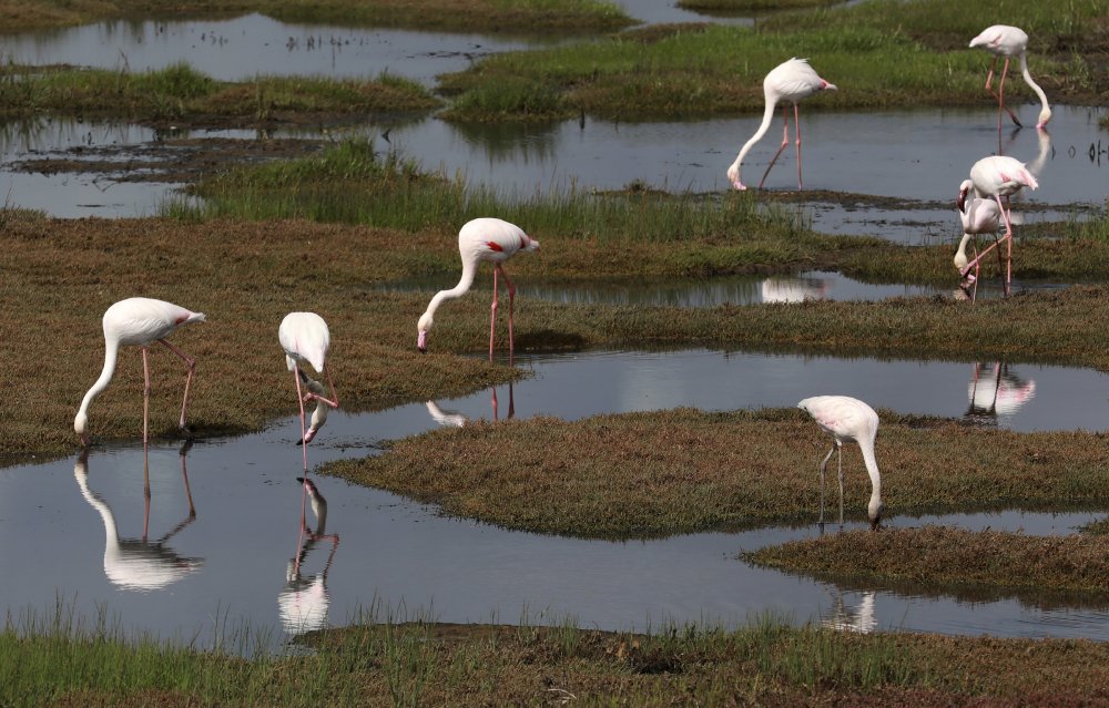Climate Africa Migratory Birds