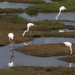 Climate Africa Migratory Birds