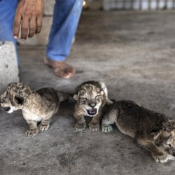 Palestinians Gaza Lion Cubs