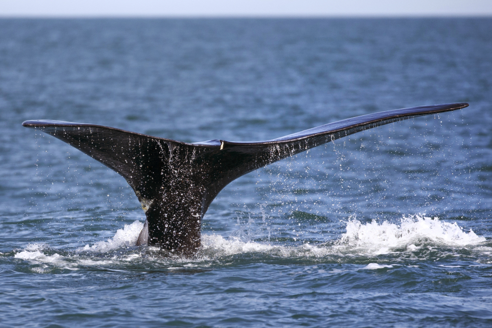Vessel Strikes Rare Whales