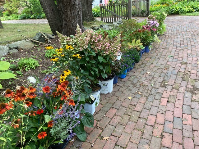 Columnist Tom Atwell and his wife, Nancy, bought these plants on an August weekend shopping expedition. For now, the new plants are lined up on the driveway for easy watering. The Atwells will keep some and deliver others to Massachusetts, where their son is establishing a new garden.