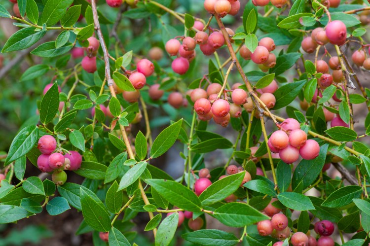 They may be award-winners, but it doesn't mean they'll win any awards for your garden. These are Pink
Lemonade high-bush blueberries. Columnist Tom Atwell had three of these bushes for more than a decade, and they never bore berries like this. He recently removed them. 