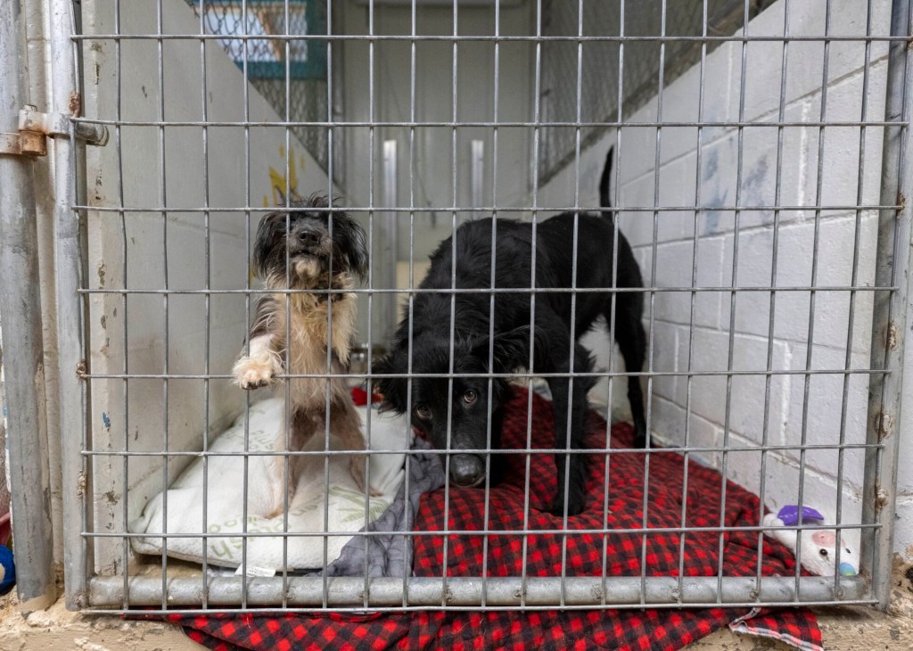 Skowhegan animal shelter has gone to the dogs — and cats — so push
