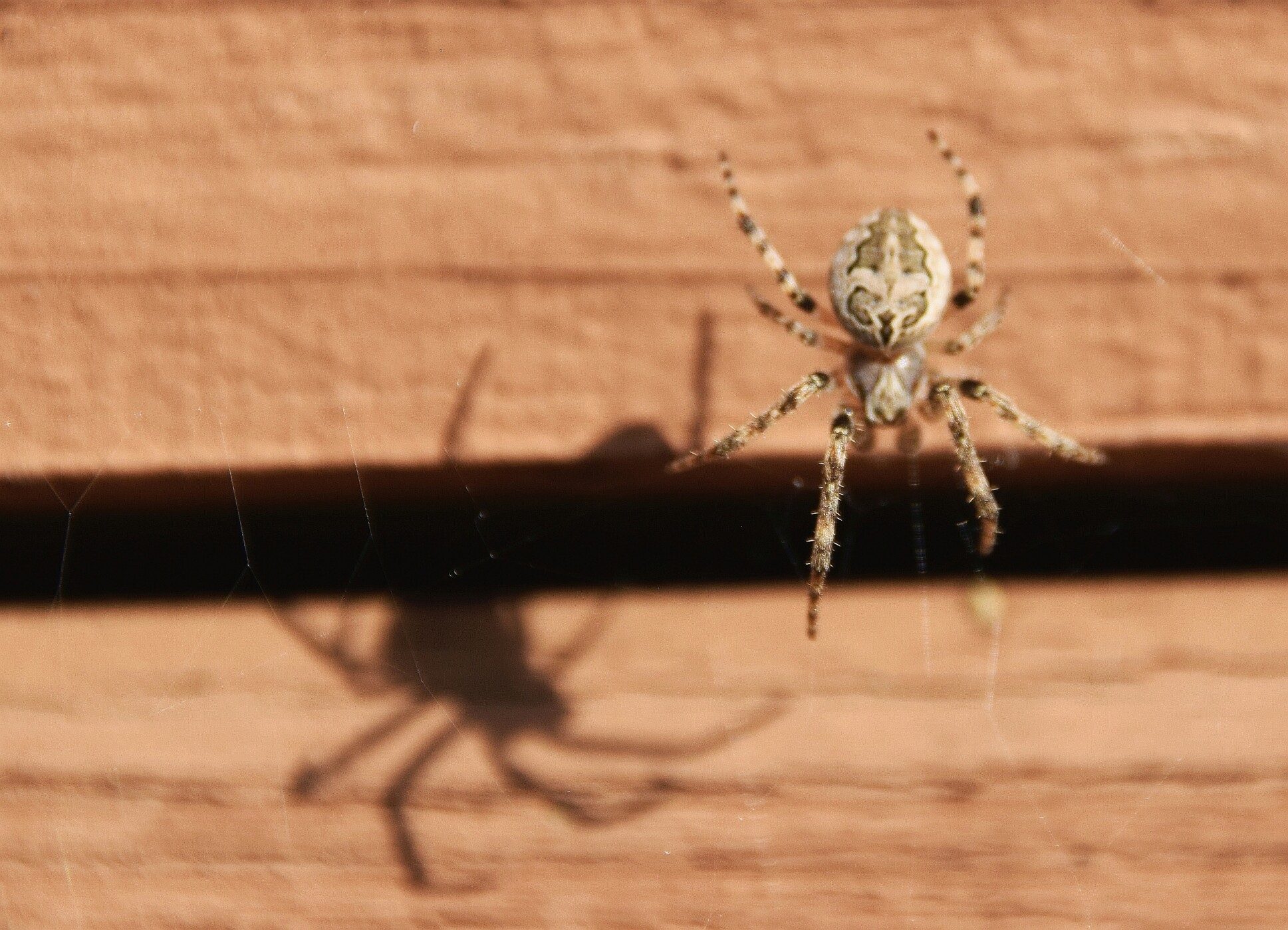 Ask the Naturalist  Spiders that Build Structures in their Webs