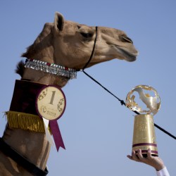 APTOPIX WCup Camel Pageant