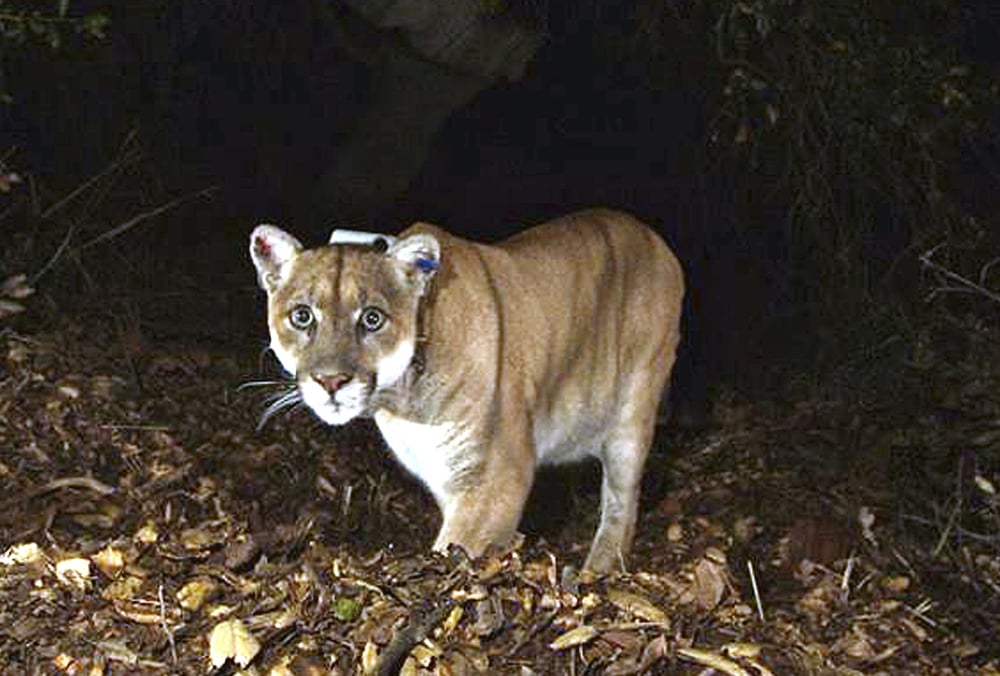 California Famed Mountain Lion