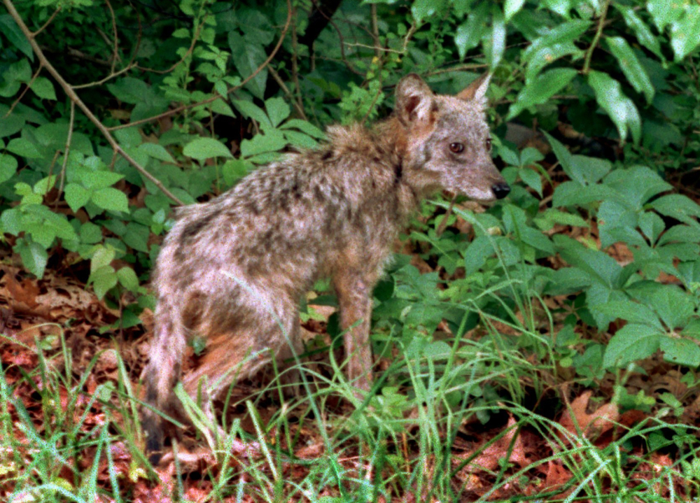 Culling Coyotes