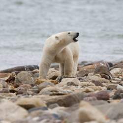 Polar Bear Decline