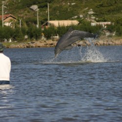 Brazil Dolphins Help Fishermen