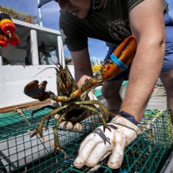 Right Whales Lobster Gear